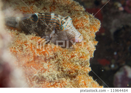 圖庫照片: a puffer fish in philippines