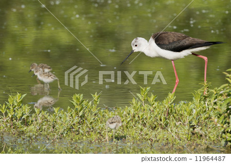 young puppy black-winged stilt and mother young puppy black-winged stilt and mother 11964487
