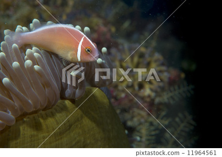 An isolated clown fish looking at you in Cebu Philippines An isolated clown fish looking at you in Cebu Philippines 11964561