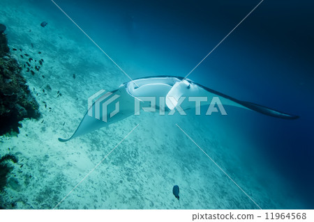 An isolated Manta in the blue and sand background An isolated Manta in the blue and sand background 11964568