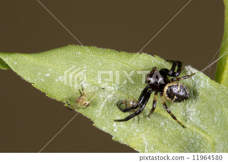 Spider Family on a leaf 11964580