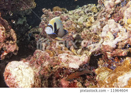 Adult Emperor angel fish Adult Emperor angel fish 11964604