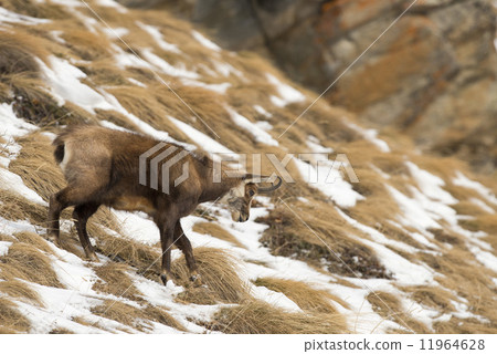 An isolated chamois deer in the snow background 11964628