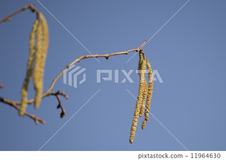 hazelnut tree flowers 11964630