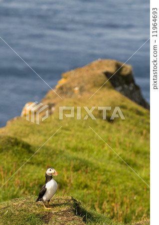 A colorful Puffin Portrait isolated in natural enviroment on grass and blue background A colorful Puffin Portrait isolated in natural enviroment on grass and blue background 11964693