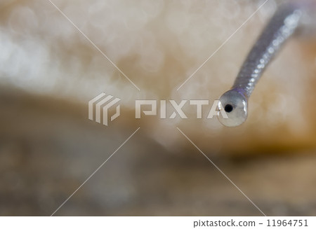 Snail Eye macro incredible close up detail 11964751