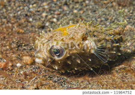 Yellow young puffer fish Yellow young puffer fish 11964752