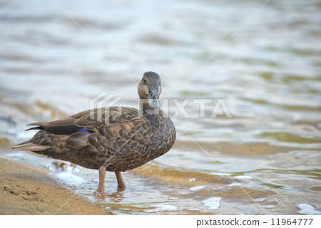 wild duck while looking at you 11964777