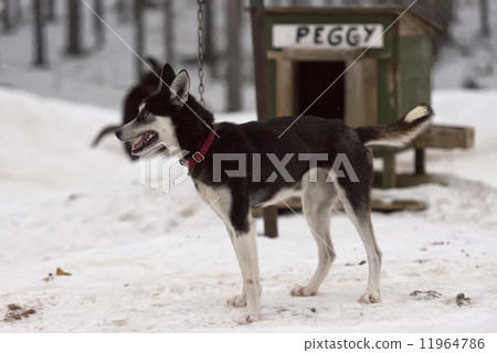 sledding with sled dog in lapland in winter time sledding with sled dog in lapland in winter time 11964786