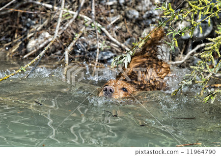 Happy Dog English cocker spaniel while running to you Happy Dog English cocker spaniel while running to you 11964790