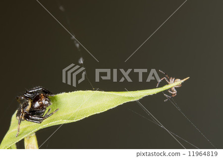 Spider Family on a leaf 11964819
