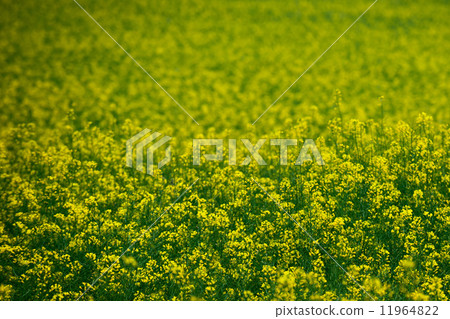 Yellow flowers field Yellow flowers field 11964822