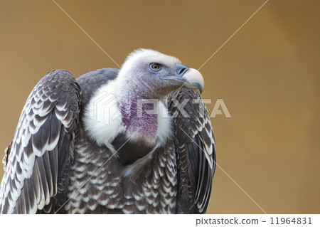 Isolated vulture, buzzard looking at you 11964831