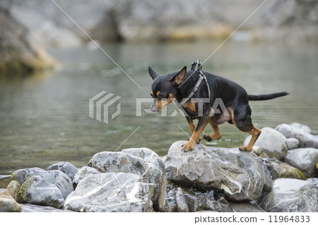 pincher dog playing 11964833