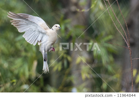 turtle dove bird turtle dove bird 11964844