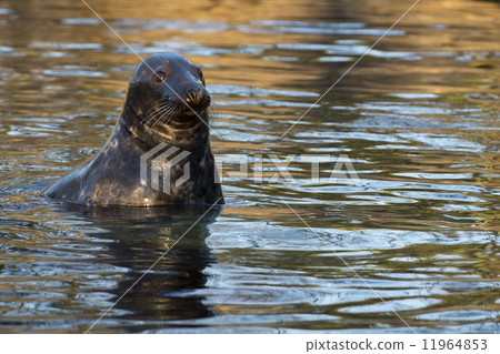 grey seal portrait 11964853