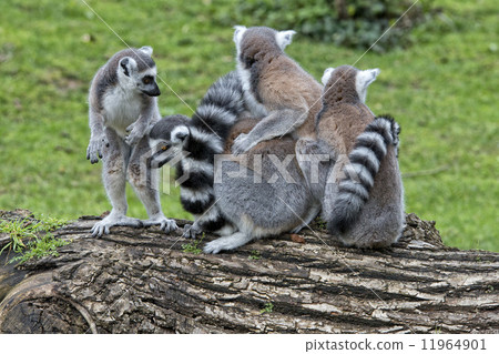 lemur monkey 11964901