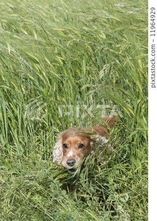 Isolated english cocker spaniel on the grass background 11964929