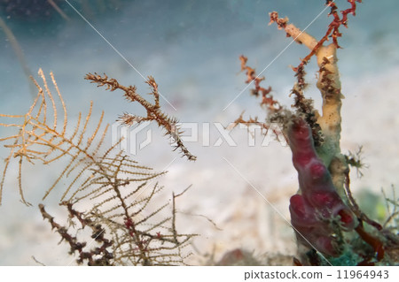 Ghost ornate pipe fish in Sipadan, Borneo, Malaysia Ghost ornate pipe fish in Sipadan, Borneo, Malaysia 11964943