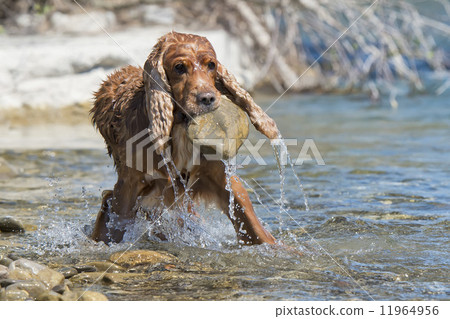 Isolated english cocker spaniel while holding a stone near river Isolated english cocker spaniel while holding a stone near river 11964956