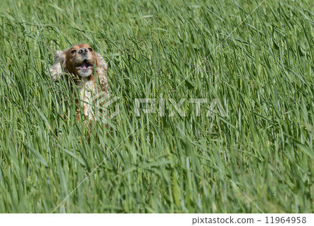 Isolated english cocker spaniel on the grass background Isolated english cocker spaniel on the grass background 11964958