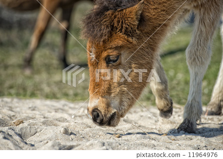 Assateague horse baby young puppy wild pony Assateague horse baby young puppy wild pony 11964976