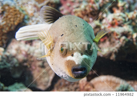 colorful ball puffer fish on the reef background colorful ball puffer fish on the reef background 11964982