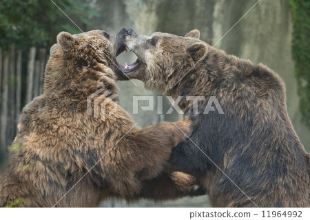 Two Black grizzly bears 11964992
