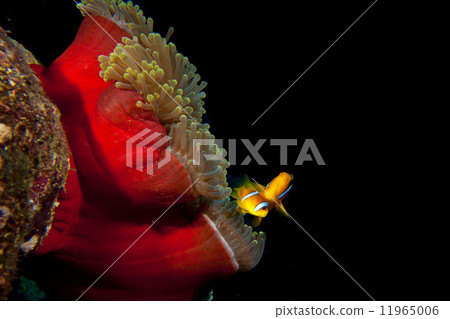 Clown red fish in red anemone in the black background 11965006