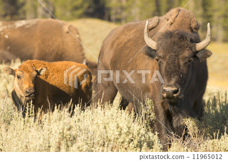 Buffalo Bison in Yellowstone 11965012