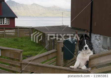 Dog looking at you 11965061