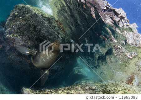sea lion underwater looking at you 11965088