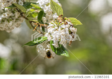 Cherry flowers with insect flying Cherry flowers with insect flying 11965101