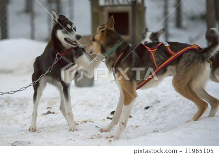 sledding with sled dog in lapland in winter time sledding with sled dog in lapland in winter time 11965105