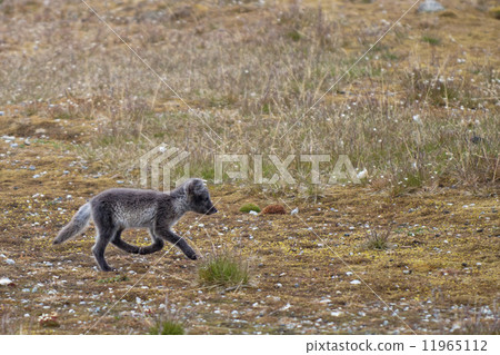 Arctic fox in Svalbard Spitzbergen 11965112