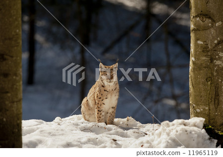 An isolated Lynx in the snow background while looking at you in the beautiful light An isolated Lynx in the snow background while looking at you in the beautiful light 11965119