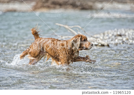 Puppy dog cocker spaniel Puppy dog cocker spaniel 11965120