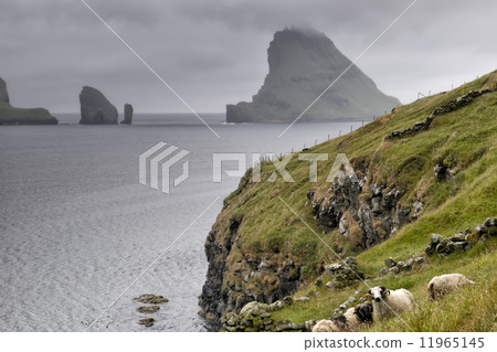 Sheep ram in far faer oer island landscape 11965145