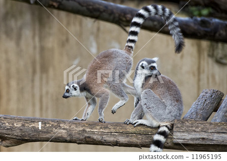lemur monkey while jumping 11965195