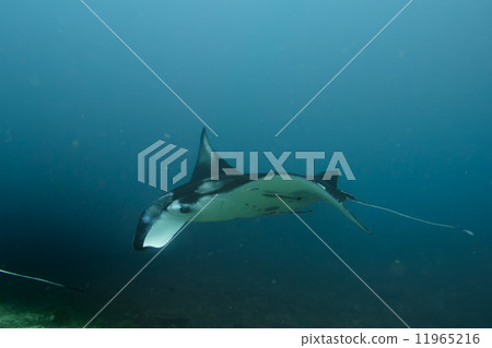 An isolated Manta in the blue background 11965216