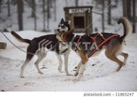 sledding with sled dog in lapland in winter time 11965247