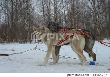 sledding with sled dog in lapland in winter time sledding with sled dog in lapland in winter time 11965254