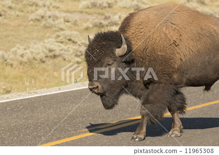 Buffalo Bison in Lamar Valley Yellowstone 11965308