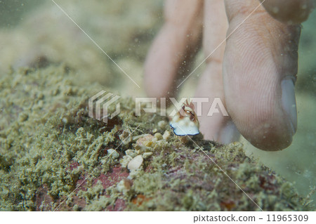 A colorful incredible small nudibranch in Cebu, Philippines 11965309