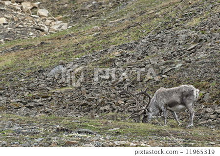 wild reindeer in Spitzbergen wild reindeer in Spitzbergen 11965319
