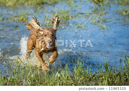 Puppy cocker spaniel playing in the water Puppy cocker spaniel playing in the water 11965320