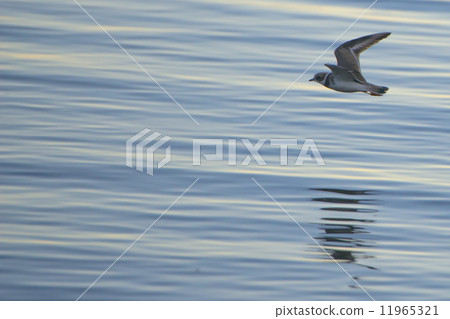 seagulls while flying seagulls while flying 11965321