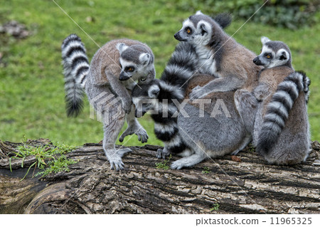 lemur monkey lemur monkey 11965325