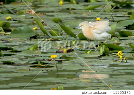 An orange egret while hunting on swamp background An orange egret while hunting on swamp background 11965375