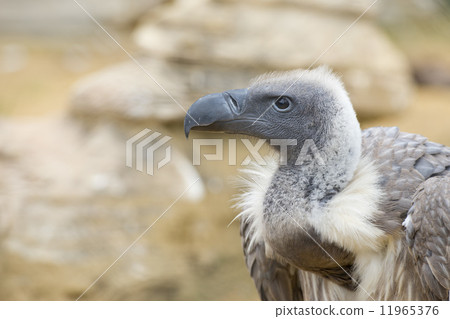 Isolated vulture, buzzard portrait Isolated vulture, buzzard portrait 11965376
